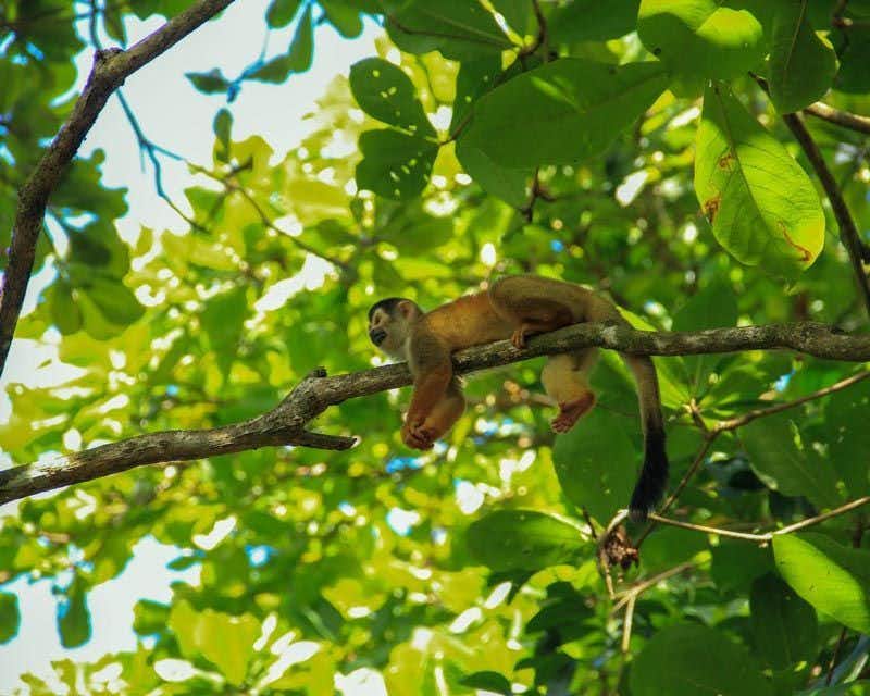 Macaco Corcovado em um galho de árvore