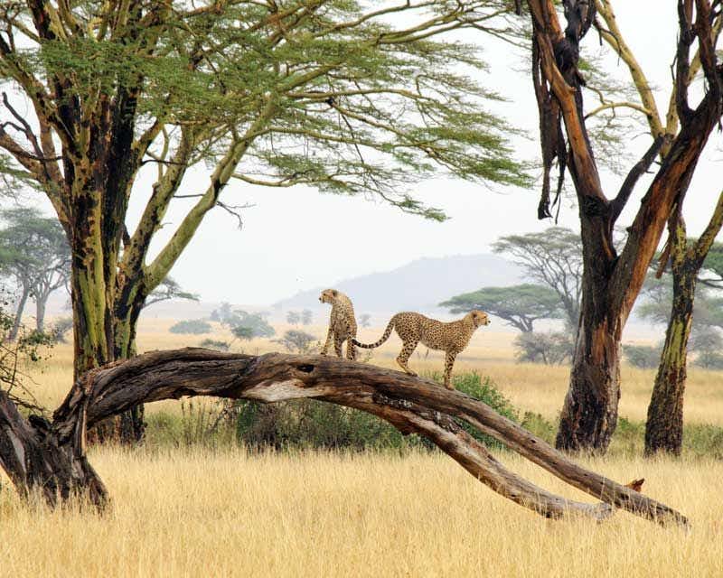 due ghepardi nel parco nazionale del serengeti