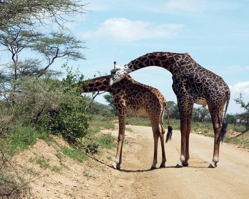 due giraffe del serengeti