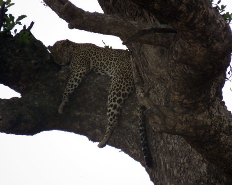 ghepardo che dorme su un albero di ngorongoro