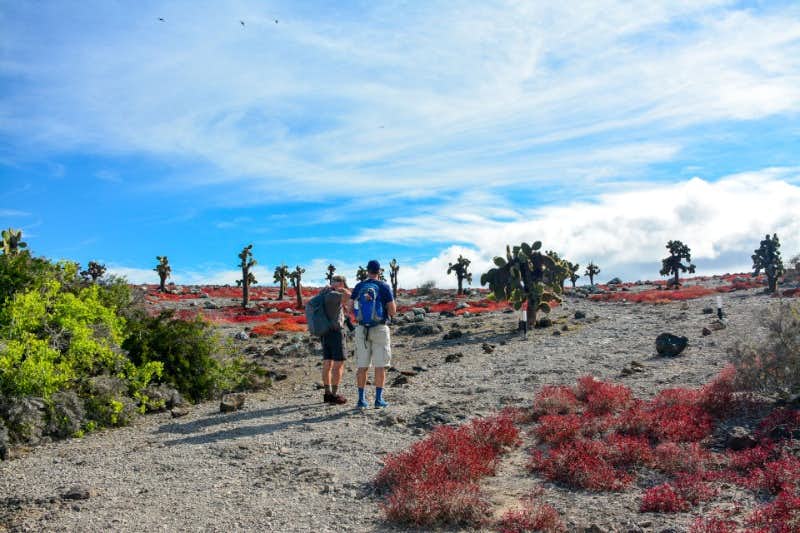 hombres haciendo senderismo por el bosque de cactus
