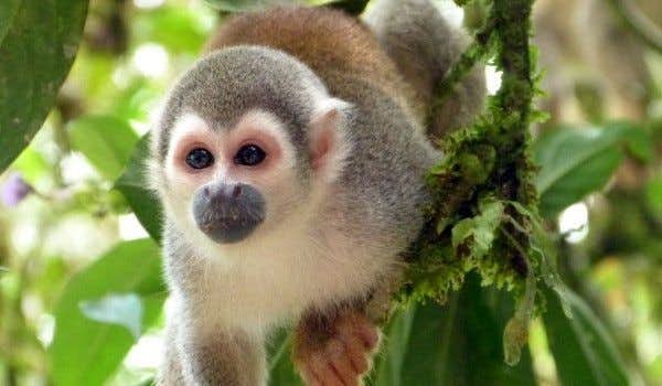 Mono ardilla Cuyabeno