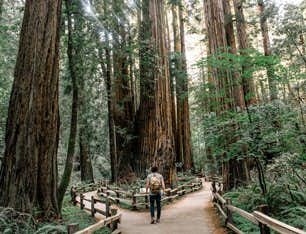 Tour della foresta di Redwood a San Francisco