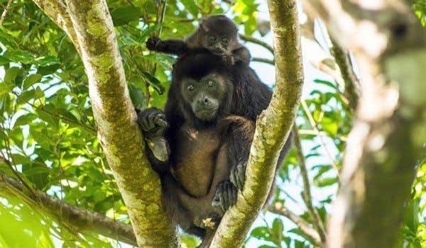 una hembra mono y su bebe subidos en la rama de un arbol
