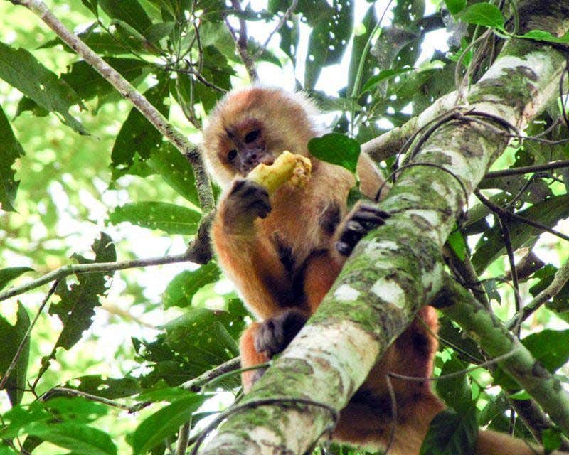 mono comiendo en el arbol