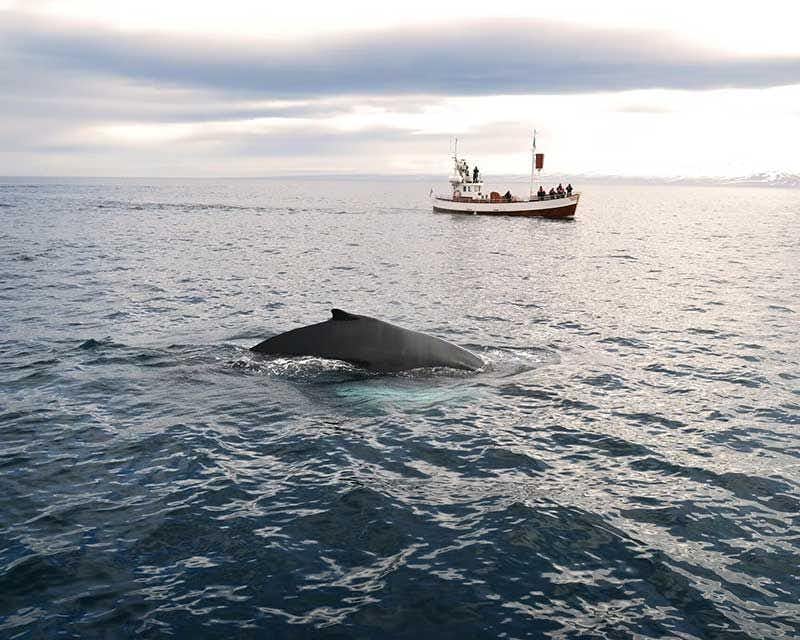observação de baleias min