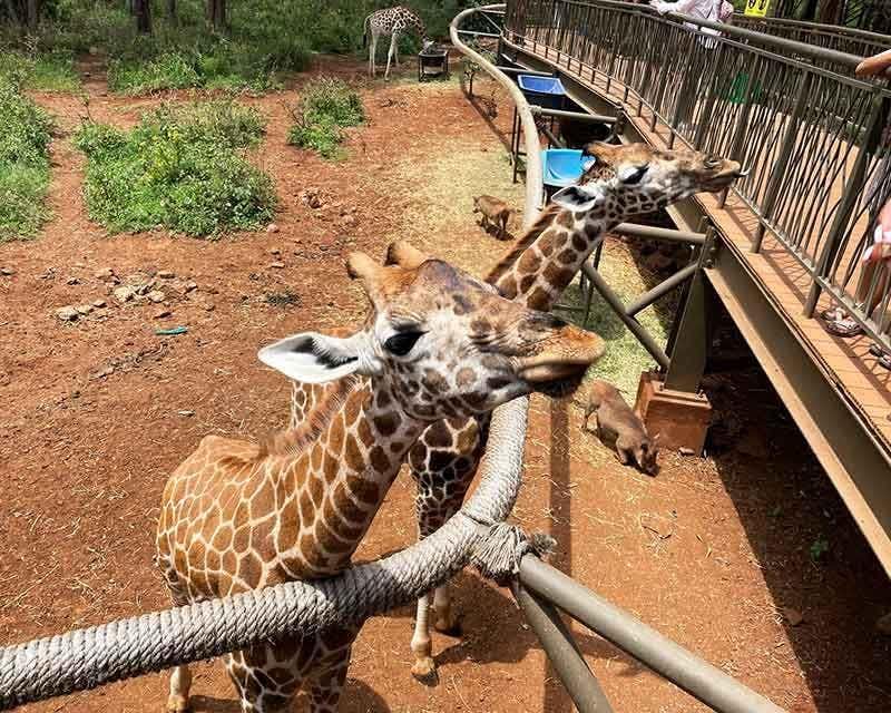 centro giraffa nairobi