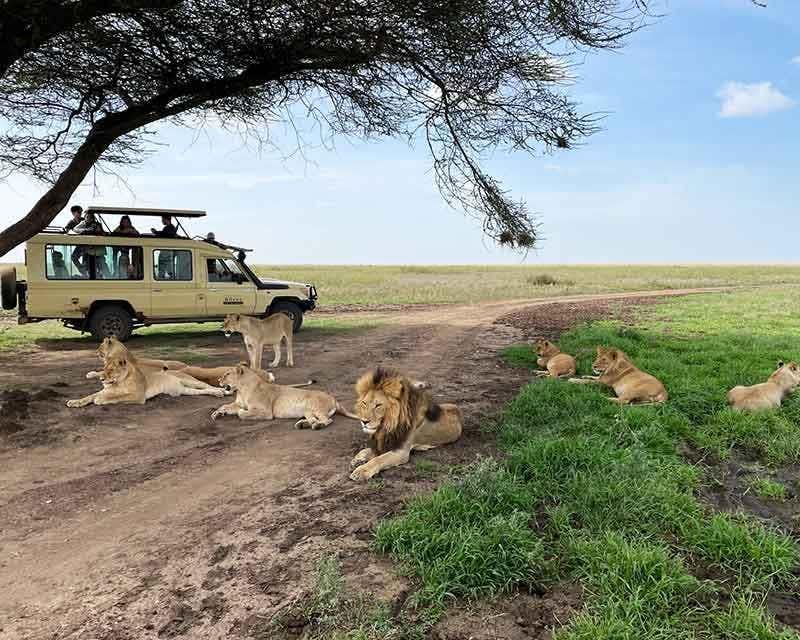 leoni che riposano davanti al 4x4 durante il safari in tanzania