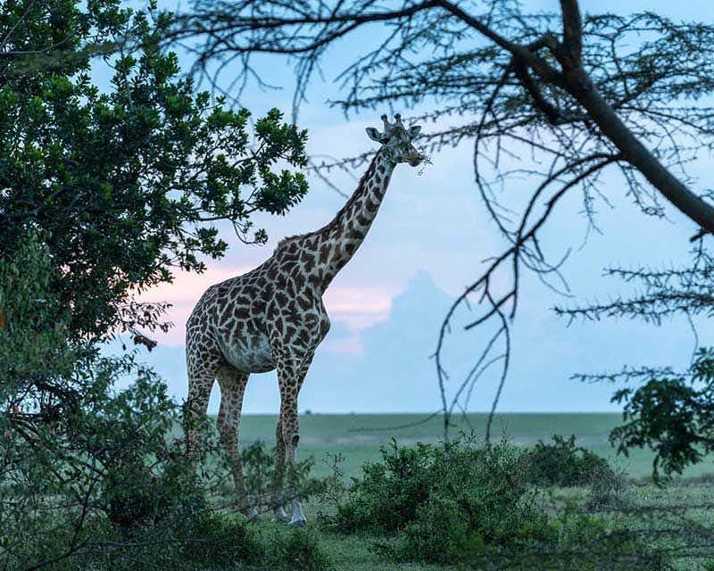 Giraffa africana