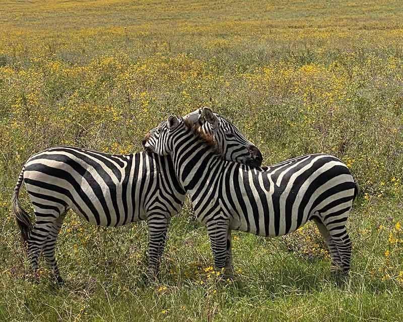 zebre selvatiche