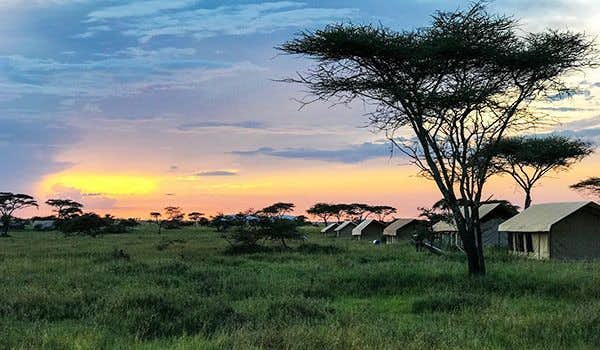 Serengeti do Campo de Tendas Wildebeest