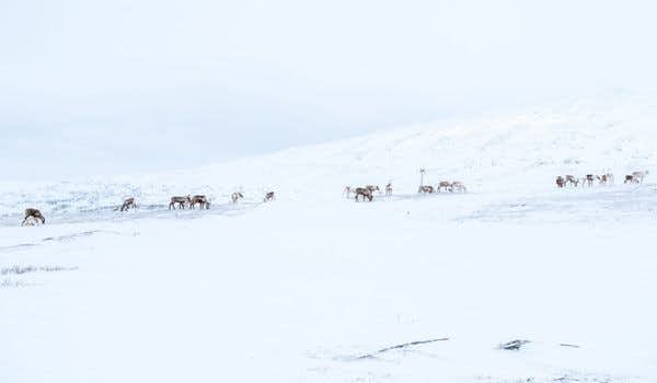 renne selvatiche fiordi orientali islanda