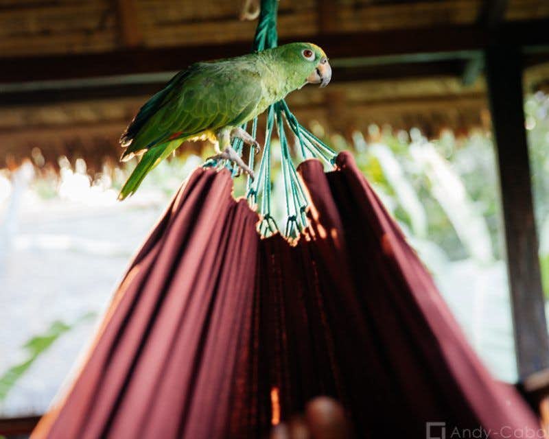 pappagallo verde sull'amaca della terrazza