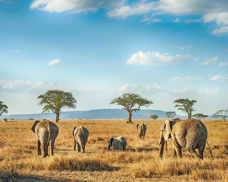 branco di elefanti kenya