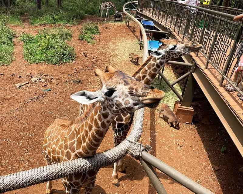 girafa centro de nairobi