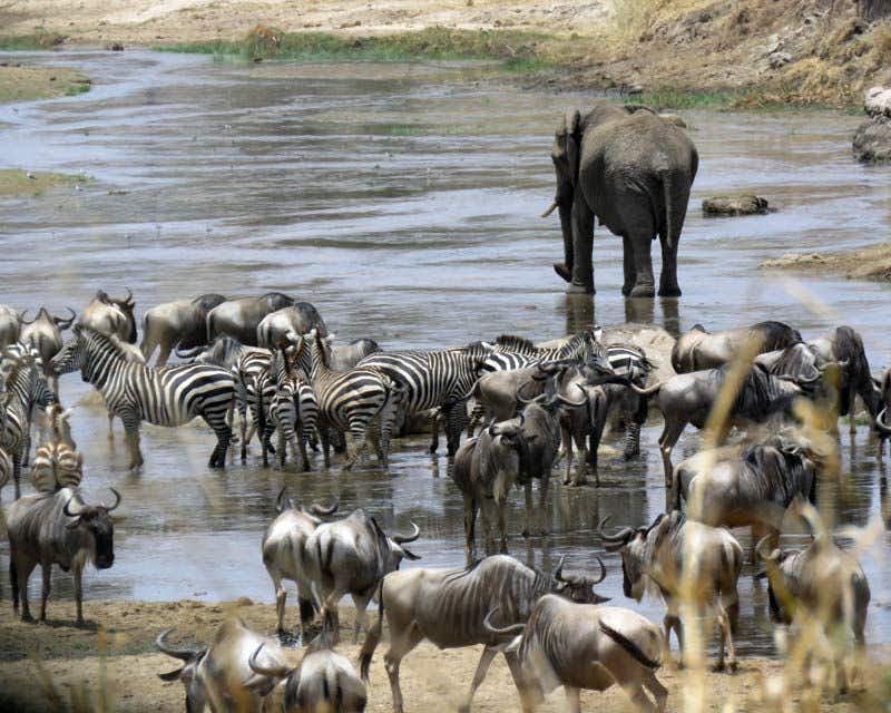 vários animais no parque ngorongoro