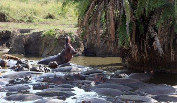 piscina hipopótamo no parque ngorongoro