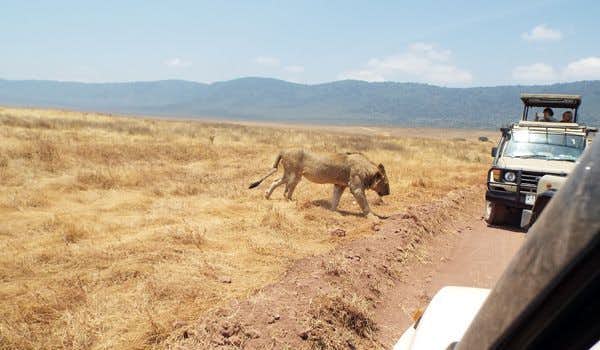 leão com jipe da excursão do dia ngorongoro