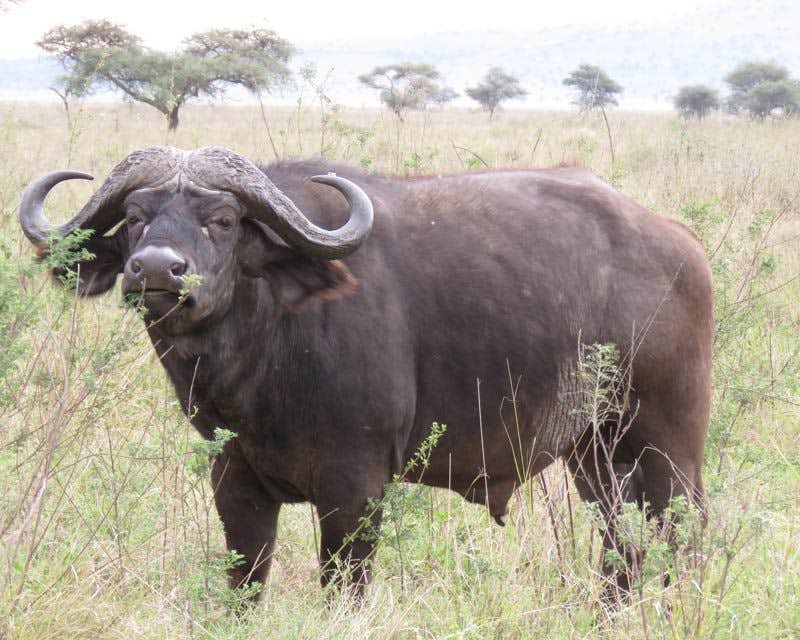 búfalos no parque nacional do serengeti