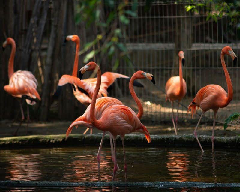 flamingos no parque das aves