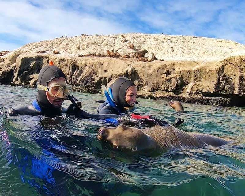 Casal mergulhando com snorkel com leão-marinho
