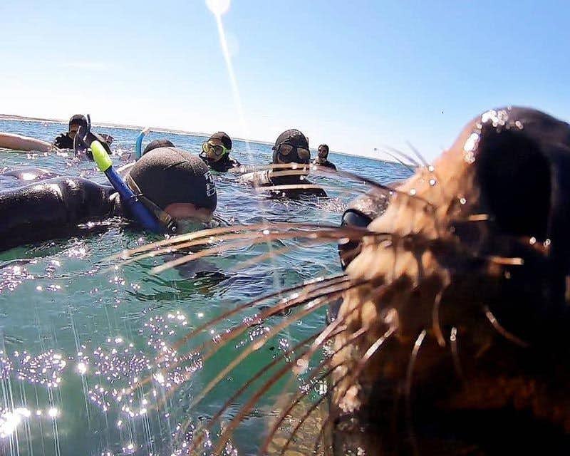 Leão-marinho em primeiro plano com viajantes mergulhando com snorkel com leões-marinhos