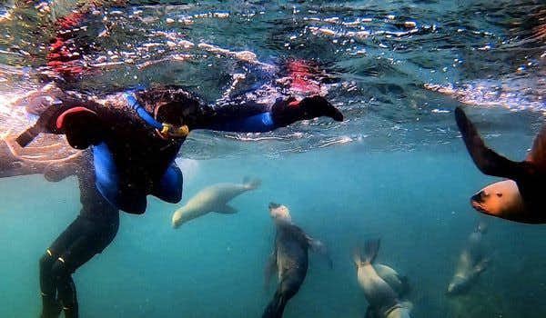 Viajantes praticando snorkel com leões marinhos