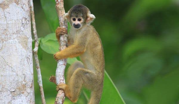 Observação de macacos em Madidi