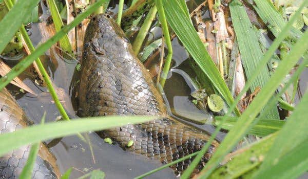 Anaconda no rio Yacuma