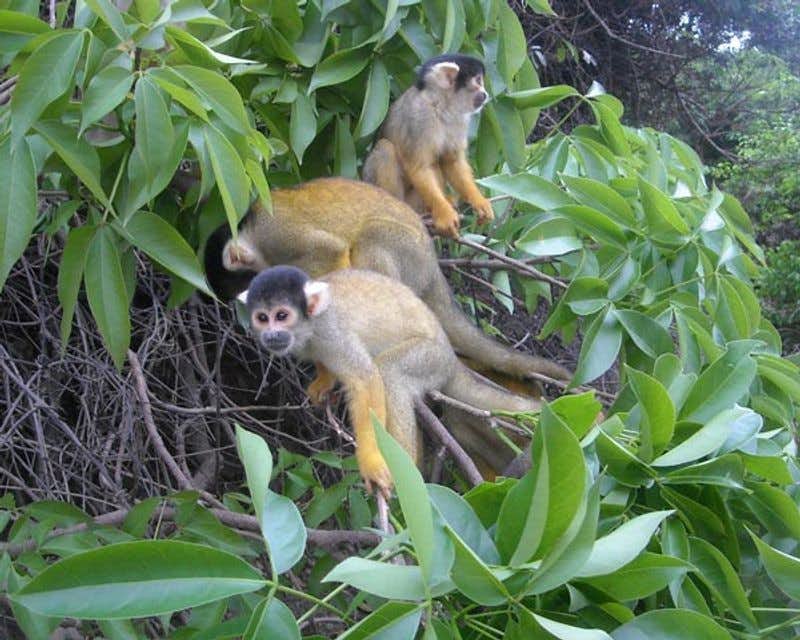 Grupo de macacos no Parque Nacional Madidi