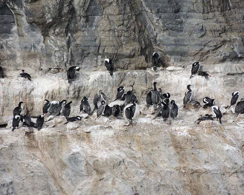 colônia de pinguins