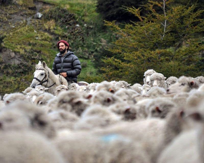rebanho de ovelhas na estância la peninsula