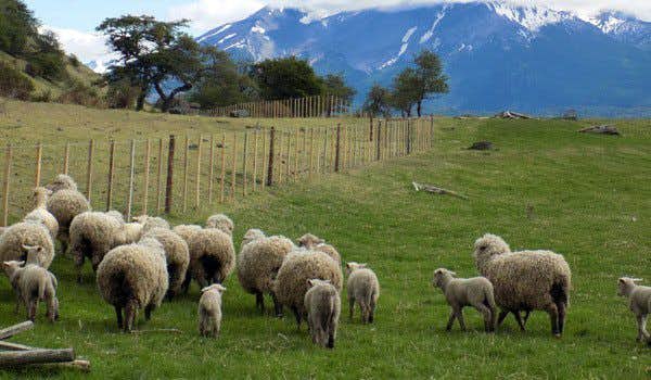 Grupo de ovelhas na estância la peninsula
