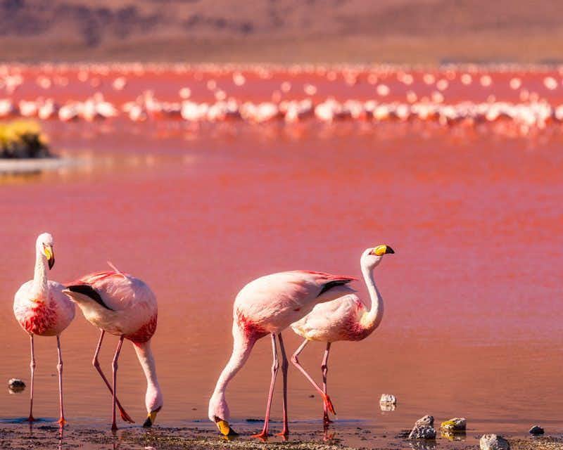 flamingos na lagoa vermelha