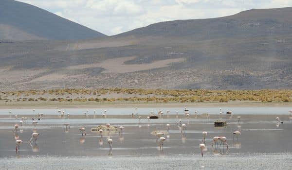 flamingos na lagoa de vinto