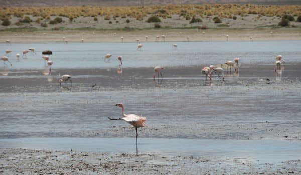 flamingos na lagoa negra