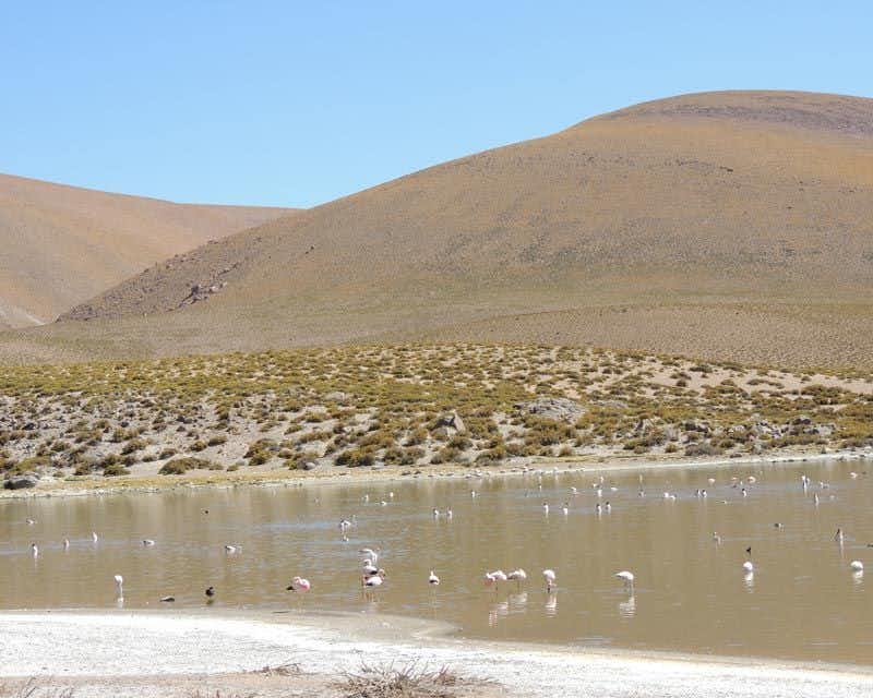lagoa cheia de flamingos