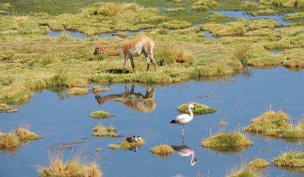 Lhamas e flamingos na lagoa