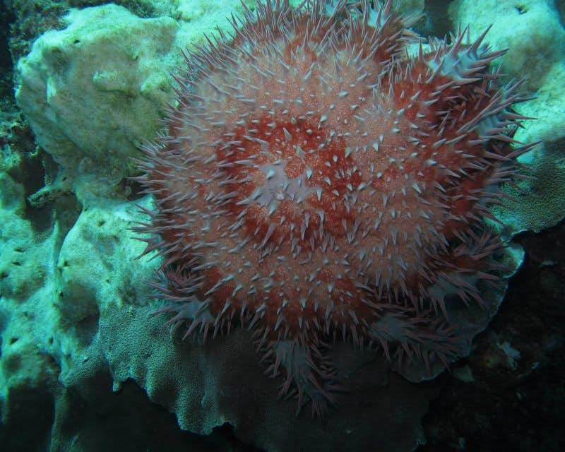 Estrela-do-mar coroa de chifres debaixo d'água Costa Rica