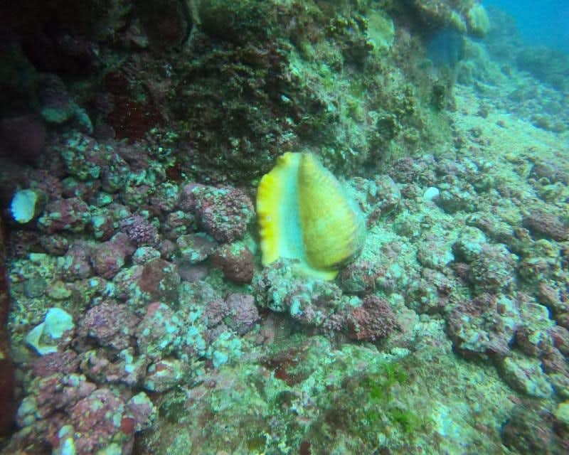 Mergulho com concha de caracol do mar amarelo
