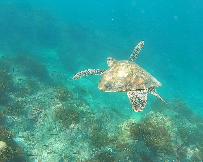 Tartaruga marinha na ilha Cano