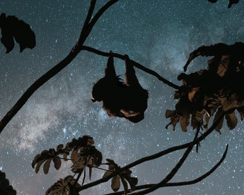 Preguiça pendurada em um galho em uma excursão noturna na Costa Rica