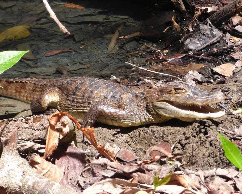 Crocodilo da Costa Rica saindo do rio