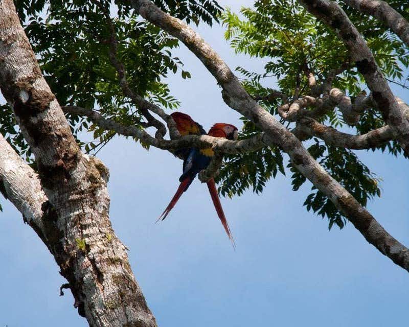 Par de papagaios da selva do Corcovado em uma árvore