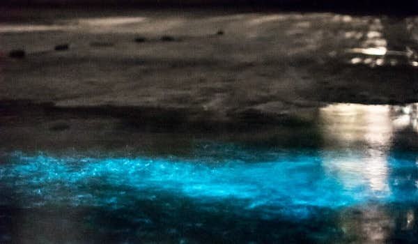 água iluminada por plâncton bioluminescente costa rica