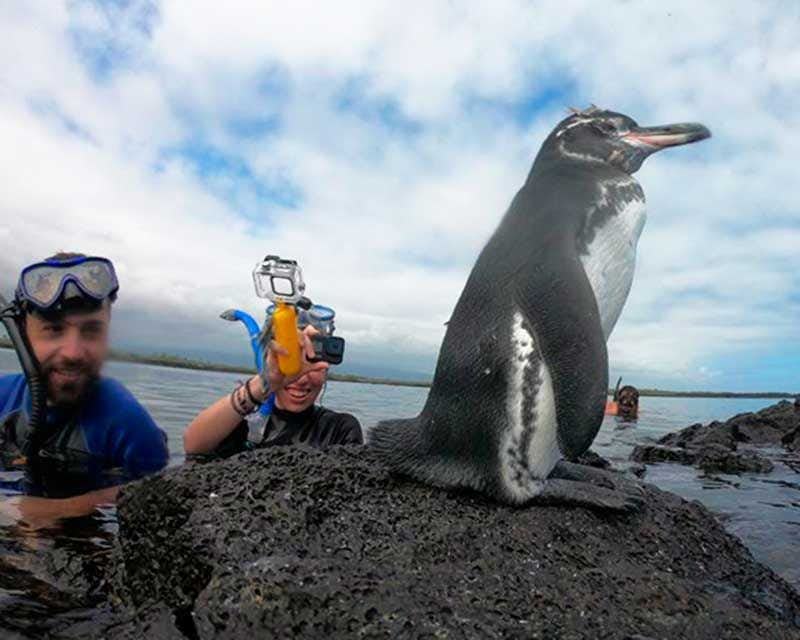 pinguins em galápagos