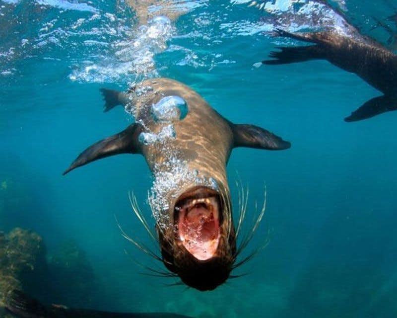 leão marino galápagos