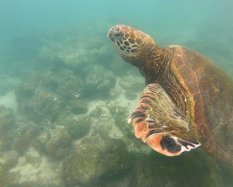  galápagos de tartarugas gigantes