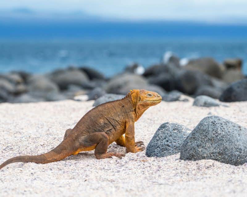 iguana durante o tour de um dia inteiro na ilha seymour north