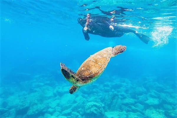Menino mergulhando com snorkel ao lado de uma tartaruga marinha